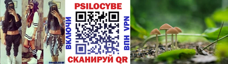 как найти   Ужур  Галлюциногенные грибы Psilocybe 